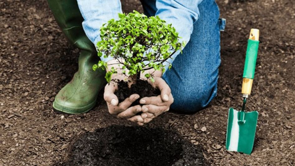 6 Ways to Plant More Trees This Year - O-Brien Tech