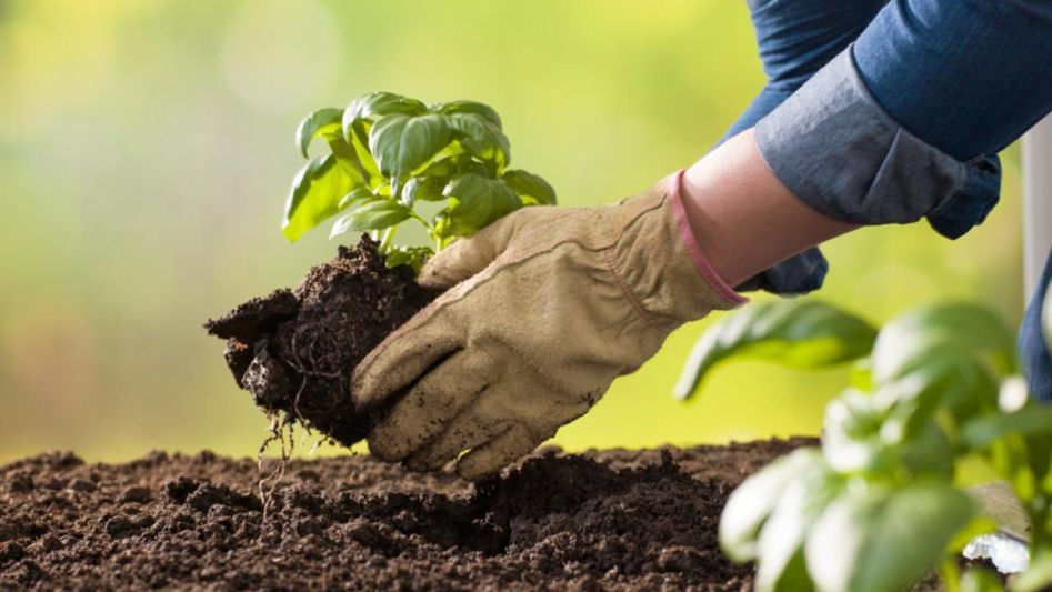 Planting Trees Offest Carbon