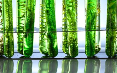 The Promise of Algae-Based Biofuels for Sustainable Energy Generation