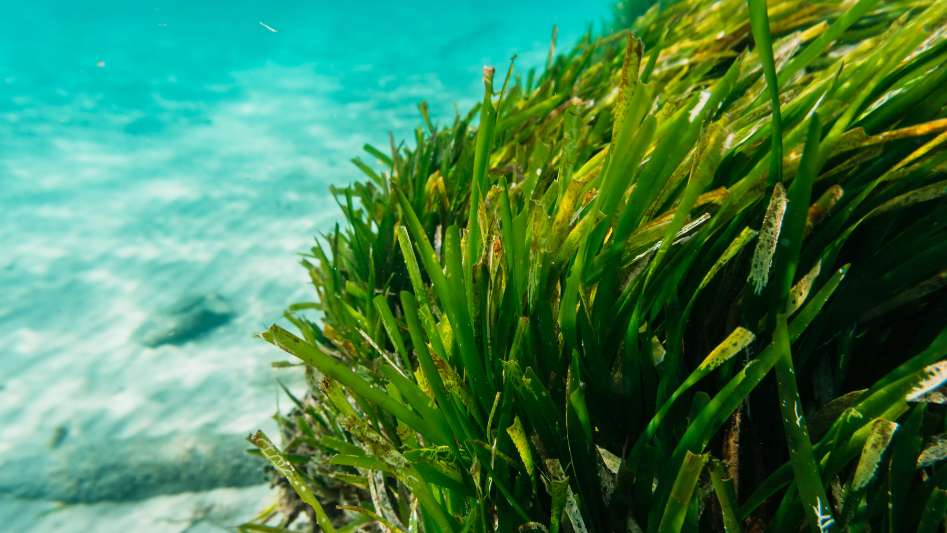 Potential of Seaweed as a Carbon Capture Solution